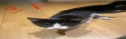 Mixed Breed cats for sale: 3 adorable kittens 2Males and 1Femal  in Stanmore - Advert 9