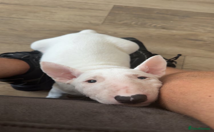 English Bull Terrier dogs - Advert 5