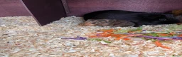 Guinea Pig rodents for sale: guinea pigs  in Melton Mowbray - Advert 8