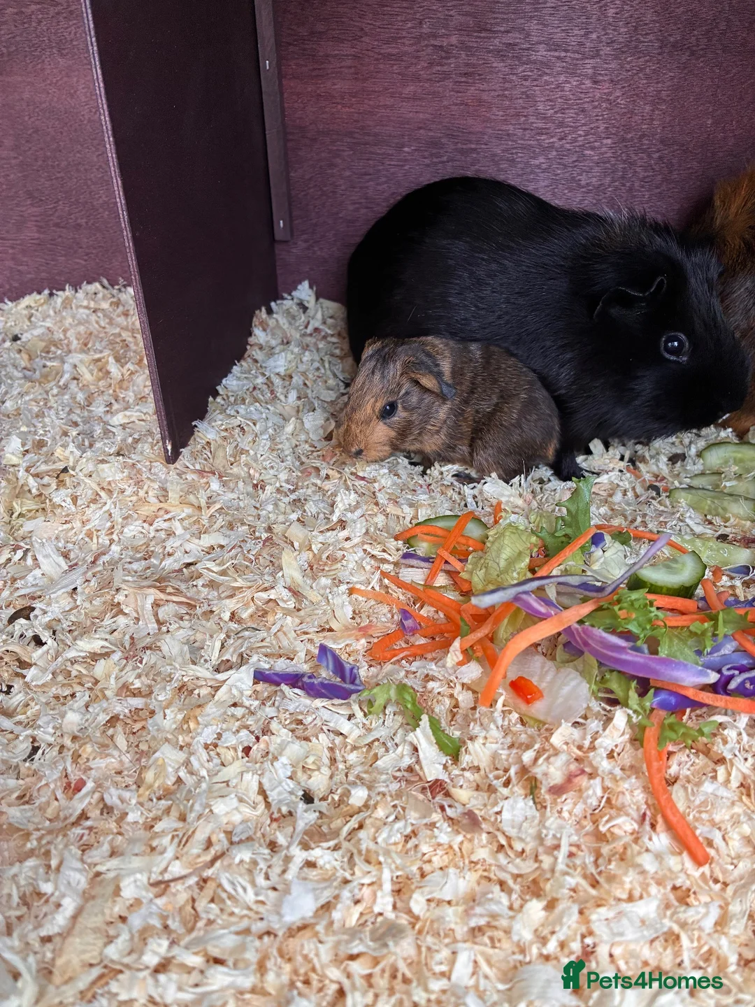 Guinea Pig rodents for sale: guinea pigs  in Melton Mowbray - Advert 8