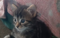 Mixed Breed cats for sale: Kitten for sale  - Image 4