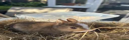 Netherland Dwarf rabbits for sale: Pure Netherland Dwarf Babies  - Advert 2