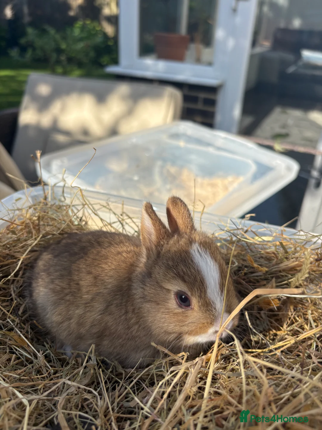 Netherland Dwarf rabbits for sale: Pure Netherland Dwarf Babies  - Advert 2