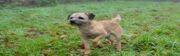 Border Terrier dogs for stud: Top Proven KC Border Terrier for stud slem clear  - Advert 1