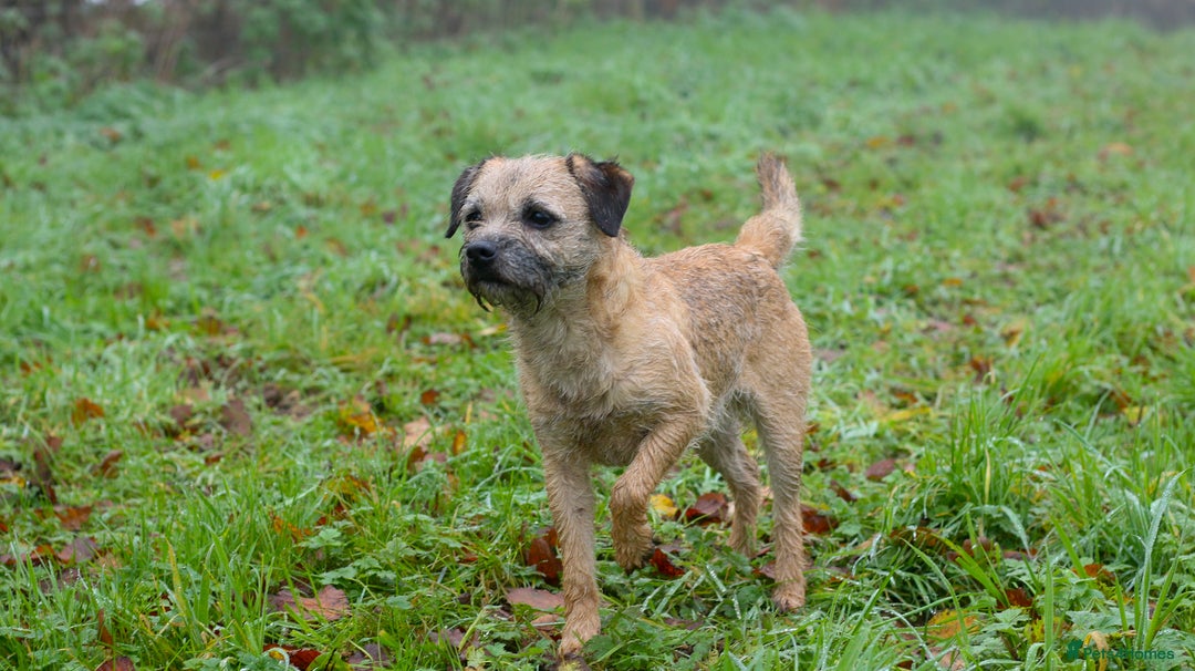 Border Terrier dogs for stud: Top Proven KC Border Terrier for stud slem clear  - Advert 1