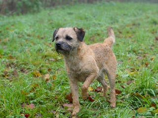 Border Terrier dogs Top Proven KC Border Terrier for stud slem clear - Advert 7