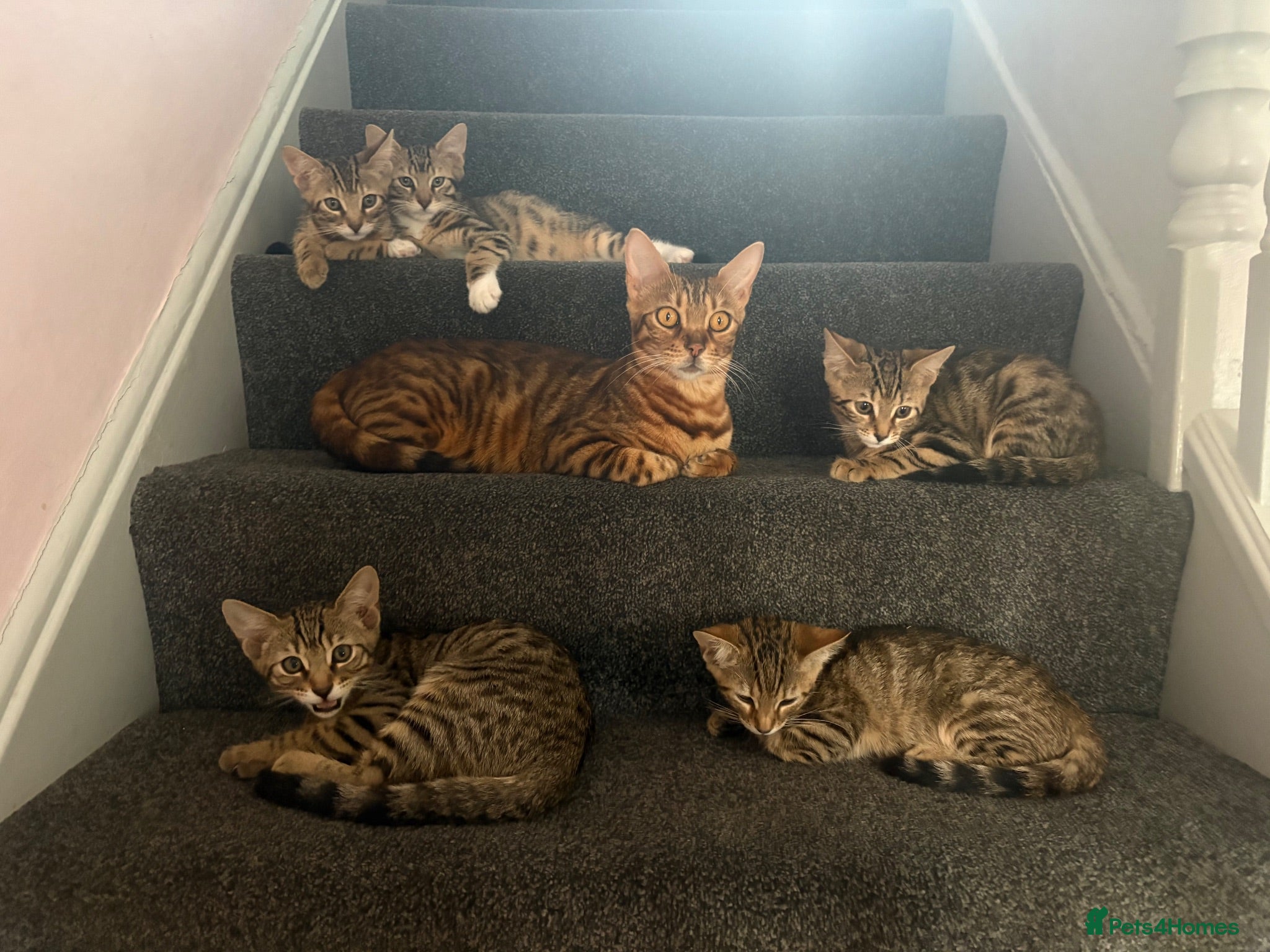 Bengal cats 🐾Stunning Bengal Kittens ready for Loving Homes🐾 - Advert 6
