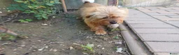 Mixed Breed dogs for adoption: 🐾💛 ARISA – The Little Dog Nobody Stopped For💛🐾 - Advert 5