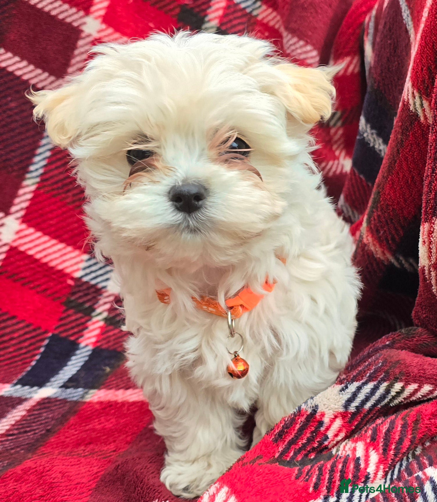 Maltipoo dogs  Extra small Korean Toy Maltipoo baby's  - Advert 3