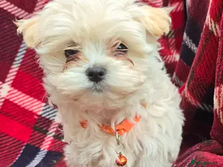 Maltipoo dogs Extra small Korean Toy Maltipoo baby's - Advert 3