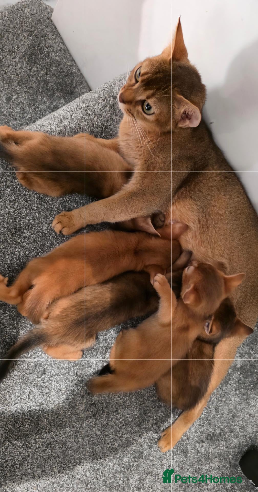 Abyssinian cats ABYSSINIAN Kittens – TICA Pedigree Parents - Advert 2