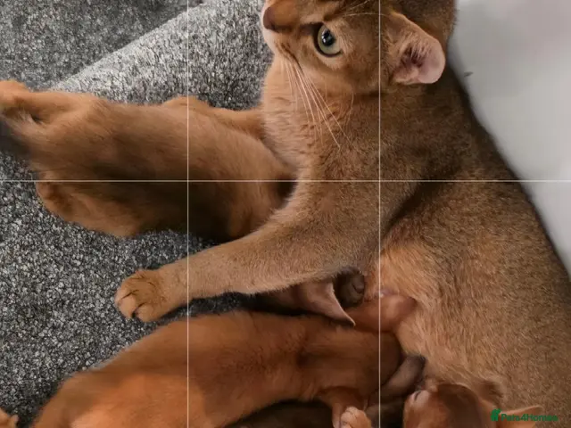 Abyssinian cats for sale: ABYSSINIAN Kittens – TICA Pedigree Parents - Advert 2