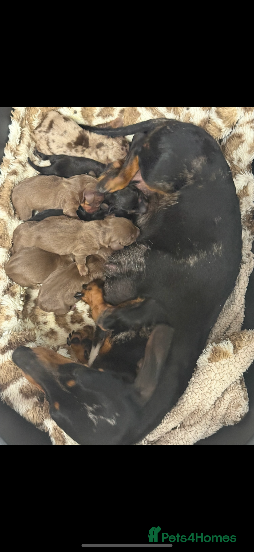 Miniature Dachshund dogs for sale: Beautiful Miniature Dachshunds 5 ⭐ License Breeder - Advert 3