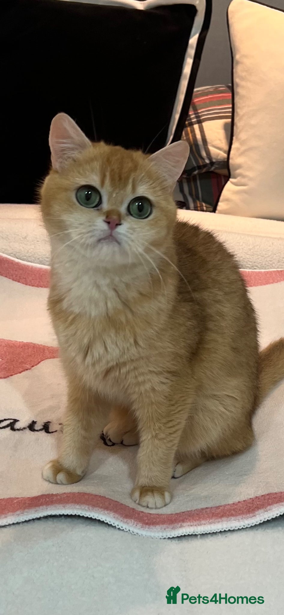 British Shorthair cats 🏆 Golden NY12 British Shorthair Girl 🏆 - Advert 13