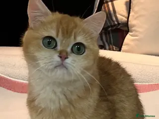 British Shorthair cats 🏆 Golden NY12 British Shorthair Girl 🏆 - Advert 13
