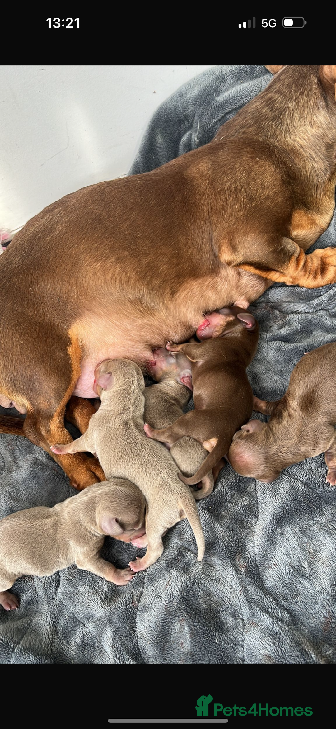 Miniature Dachshund dogs for sale: Miniature chocolate and tan dachshunds for sale  - Image 5