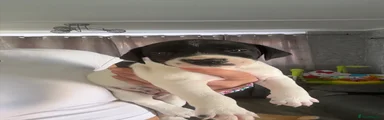 Springador 1