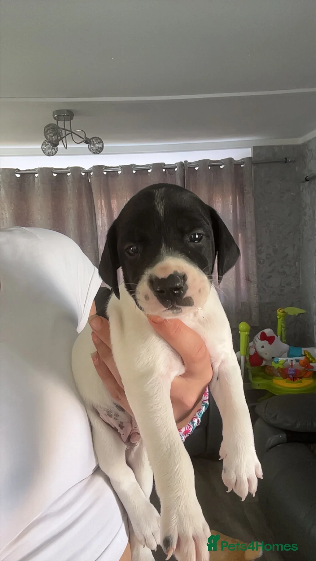 Springador dogs for sale: Pups looking for forever home  in Llanfyllin - Advert 2