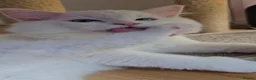 Ragdoll cats for sale: Beautiful Ragdoll Kittens available now - Advert 9