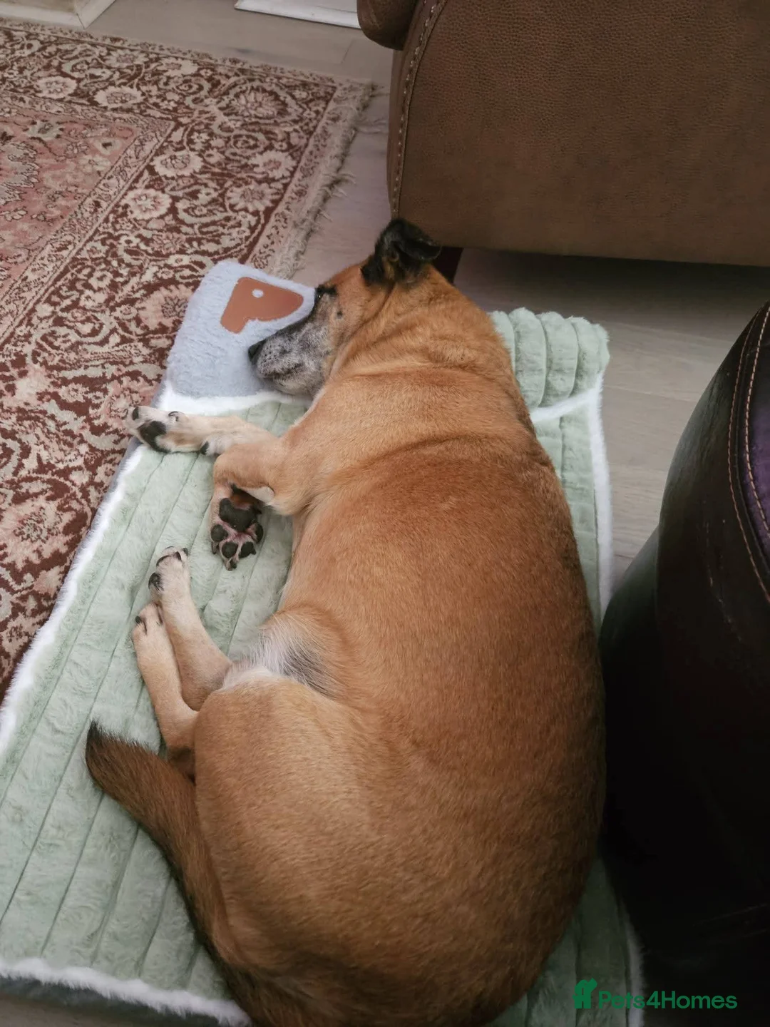 Mixed Breed dogs for adoption: Meet Archie, currently residing in East Sussex - Advert 7