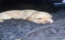 Mixed Breed dogs for sale: 9 BEAUTIFUL CHUNKY LABRADOR/COCKAPOO  - Image 10