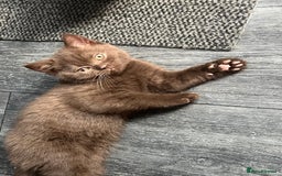 British Shorthair cats for sale: Rare Chocolate Boy - British Shorthair  - Image 1