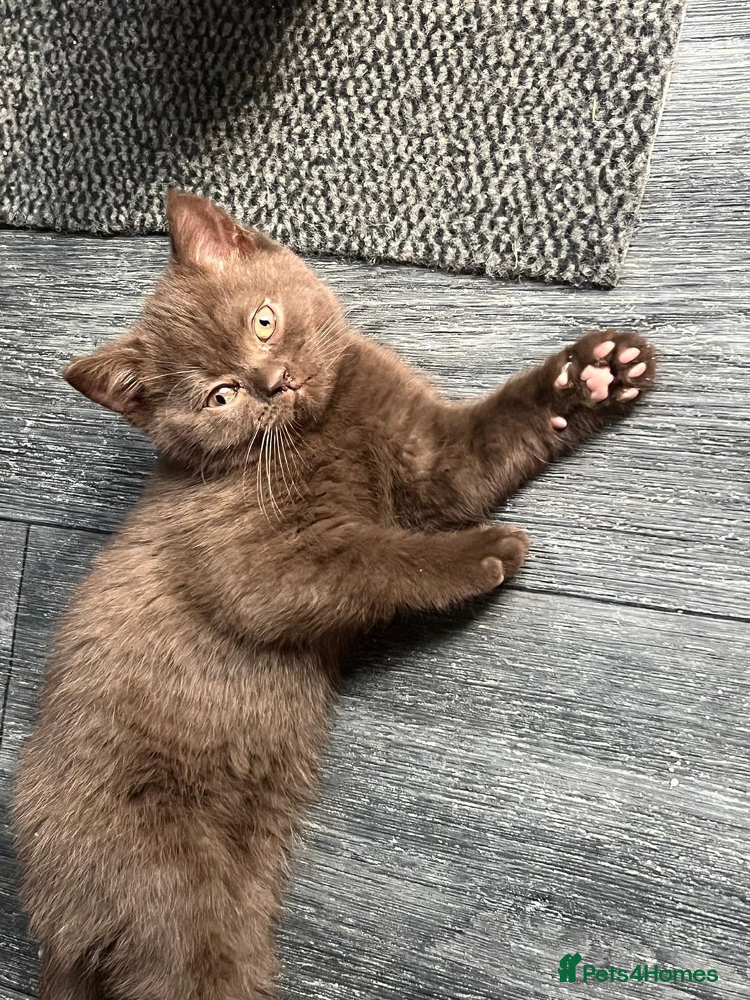 British Shorthair cats for sale: Rare Chocolate Boy - British Shorthair  - Image 1