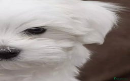Maltipoo dogs for sale: Maltipoo - Image 2