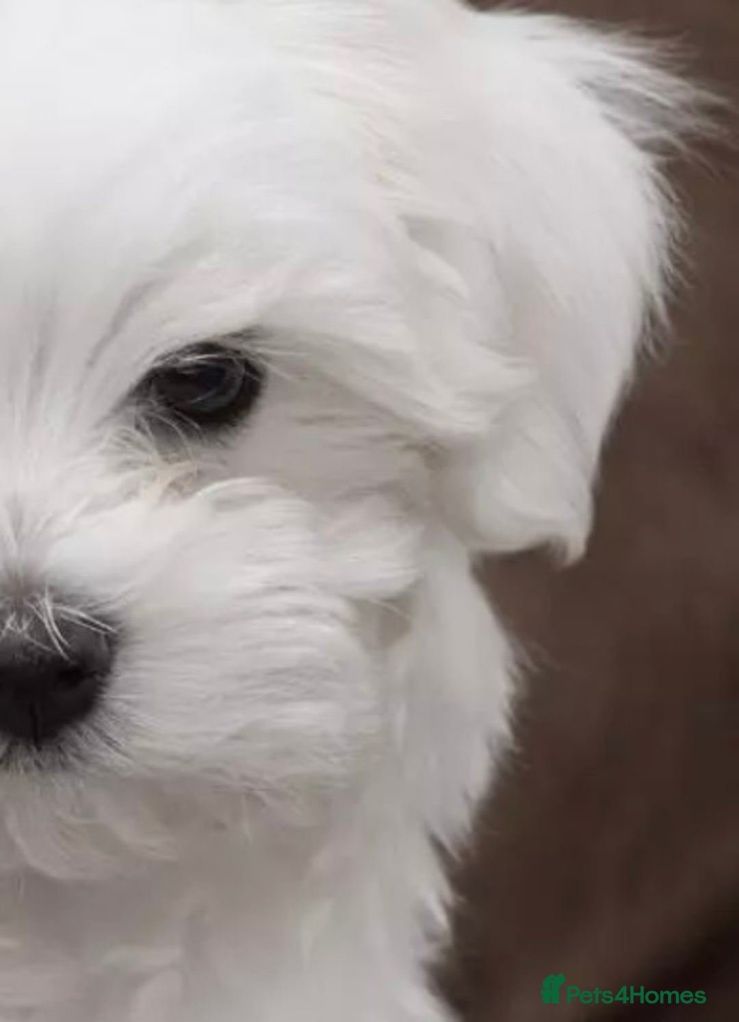 Maltipoo dogs for sale: Maltipoo - Image 2