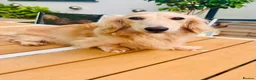 Miniature Dachshund dogs for stud: Cream Miniature Stud  - Advert 3