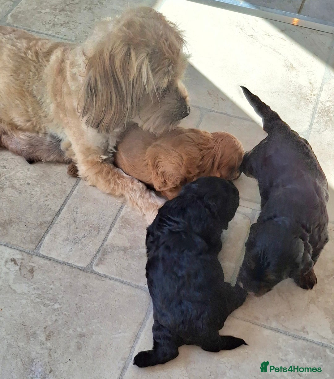 Cavapoo dogs for sale: Toy Cavapoo puppies - Image 8