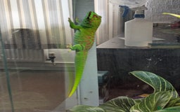 Gecko reptiles for sale: High Red Madagascan Day Gecko (Phelsuma Grandis) - Image 2
