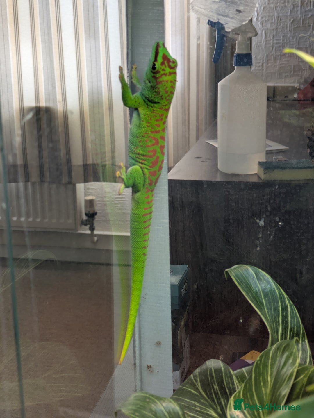 Gecko reptiles for sale: High Red Madagascan Day Gecko (Phelsuma Grandis) - Image 2