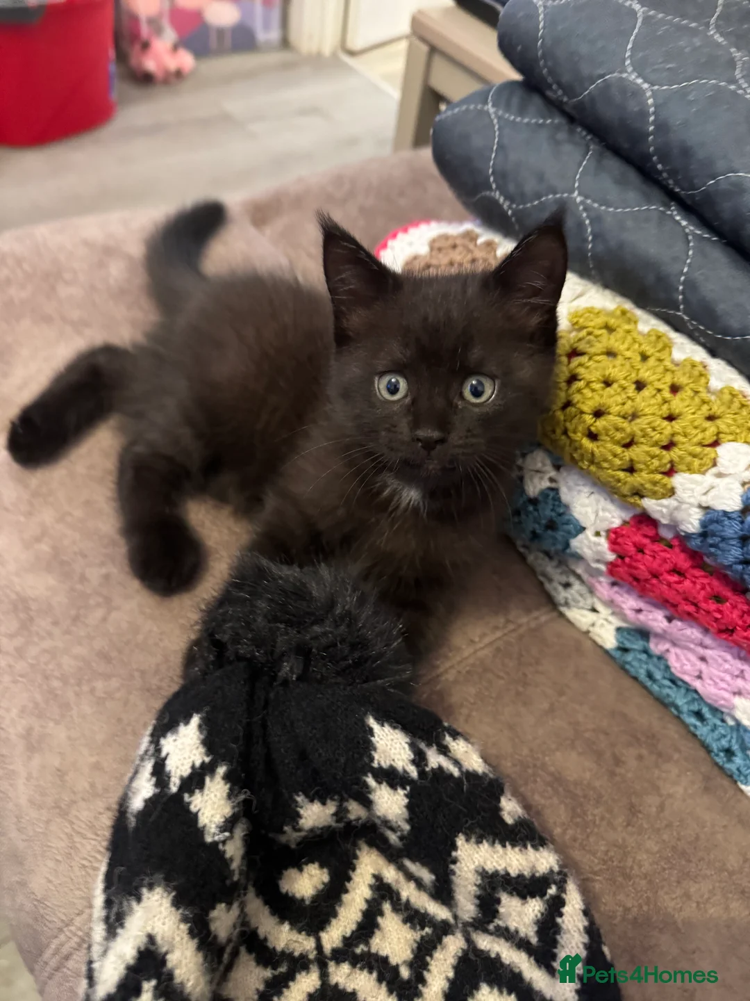 Mixed Breed cats for sale: Half mainecoon half moggy girl in Ivybridge - Advert 5