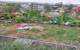 Tortoise reptiles for sale: Male sulcata tortoise 10 years old - Image 9