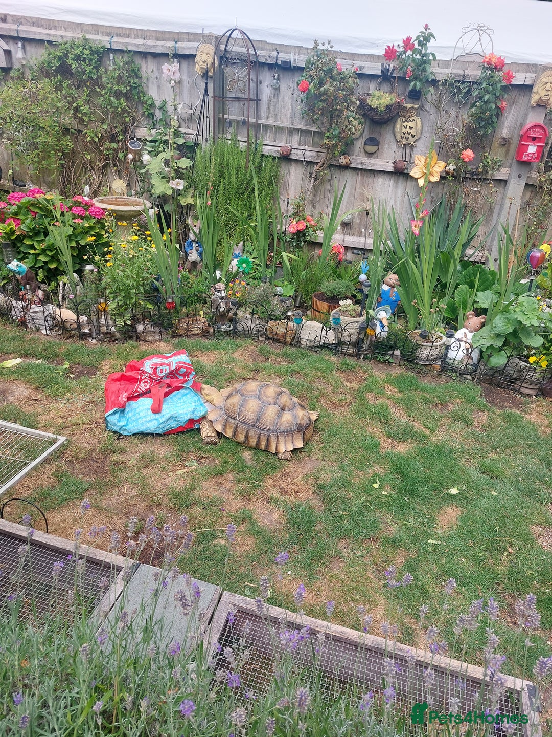 Tortoise reptiles for sale: Male sulcata tortoise 10 years old - Image 9