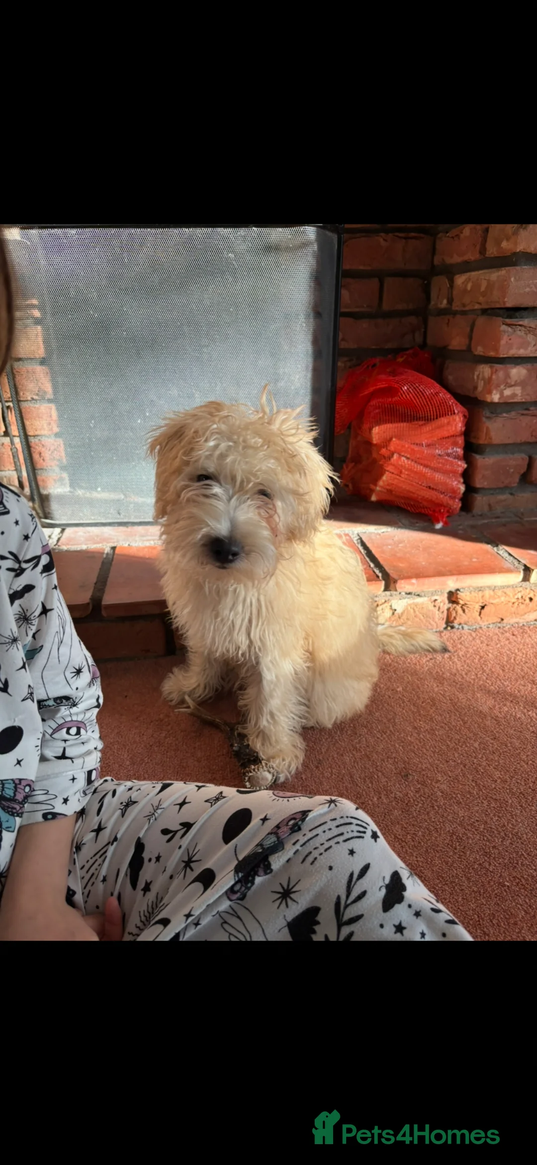 Mixed Breed dogs for sale: Georgie jackapoo 9 months  - Advert 2
