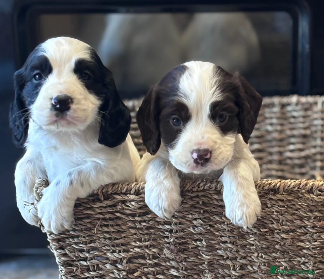 Cocker Spaniel dogs for sale: 🐾 Beautiful Working KC Cocker Spaniel Puppies 🐾 - Advert 1