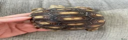 Tortoise reptiles for sale: 1 year old sulcata tortoise for sale  in Abergele - Advert 2