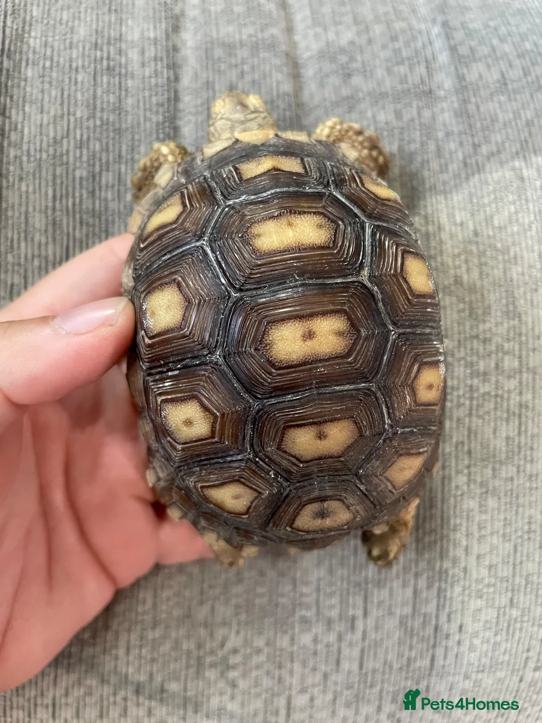 Tortoise reptiles for sale: 1 year old sulcata tortoise for sale  in Abergele - Advert 2