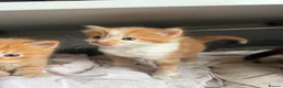 Domestic Shorthair cats for sale: Stunning Domestic Shorthair Kittens - Advert 10