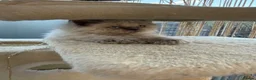 Selkirk Rex cats for sale: Two kittens left  - Advert 25