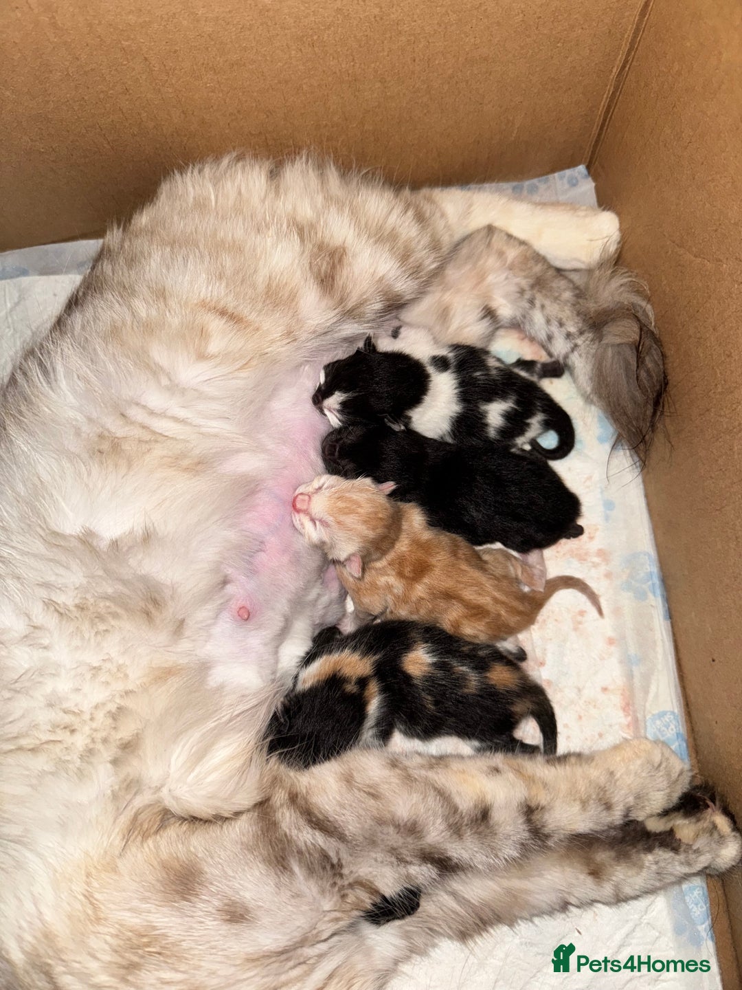 Bengal cats for sale: Bengal and British shorthair mix ginger kitten - Advert 23