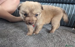 Mixed Breed dogs for sale: Border collie x German shepherd puppies - Image 10