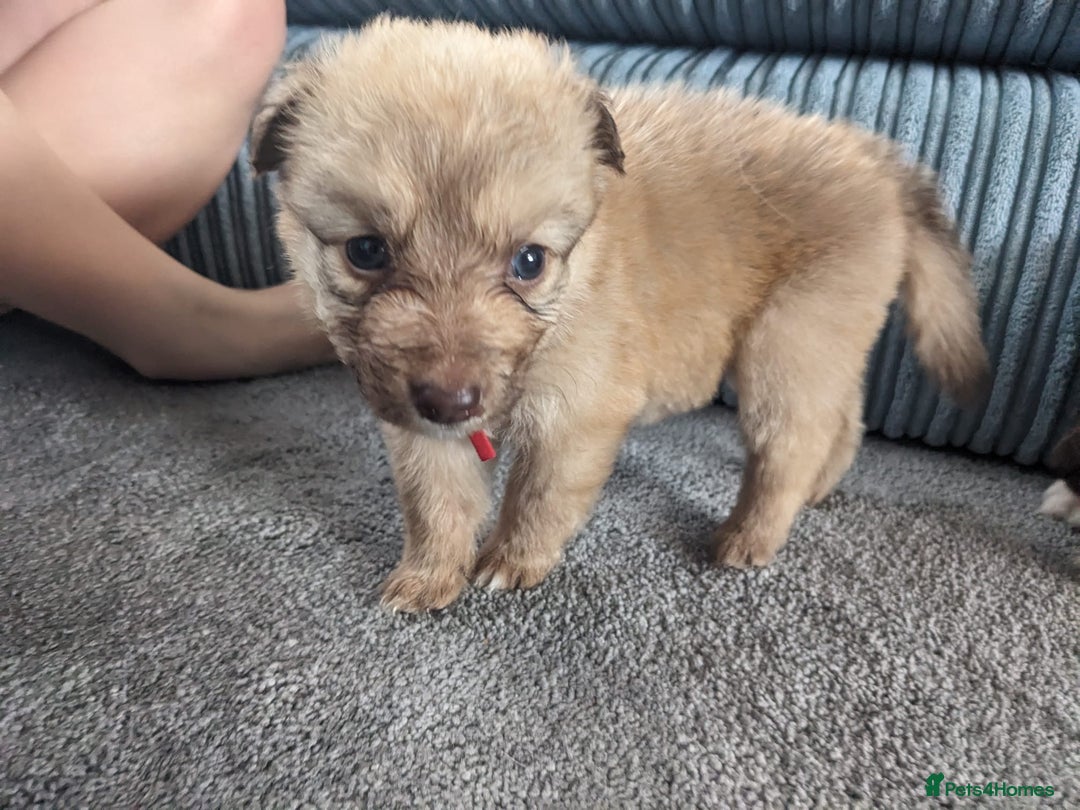 Mixed Breed dogs for sale: Border collie x German shepherd puppies - Image 10