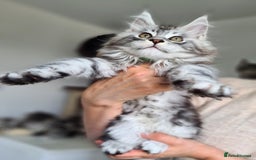 Maine Coon cats for sale: PEDIGREE MAINE COON KITTENS 5 BOYS - Image 17