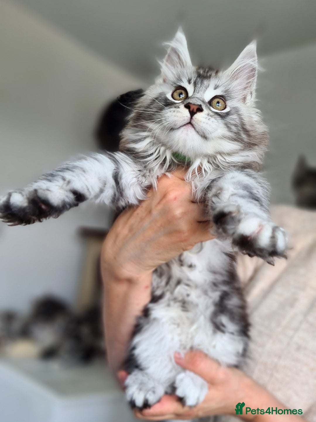Maine Coon cats for sale: PEDIGREE MAINE COON KITTENS 5 BOYS - Image 17
