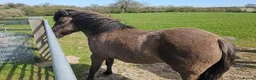 Dartmoor horses for sale: Gorg Dartmoor Fell mare 3 1/2 yrs in Wrexham - Advert 10