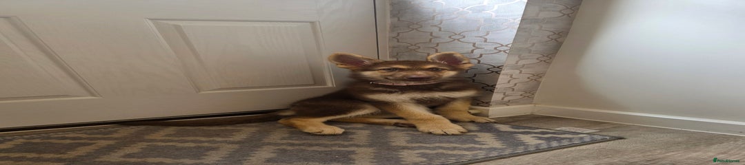 German Shepherd Puppy 1