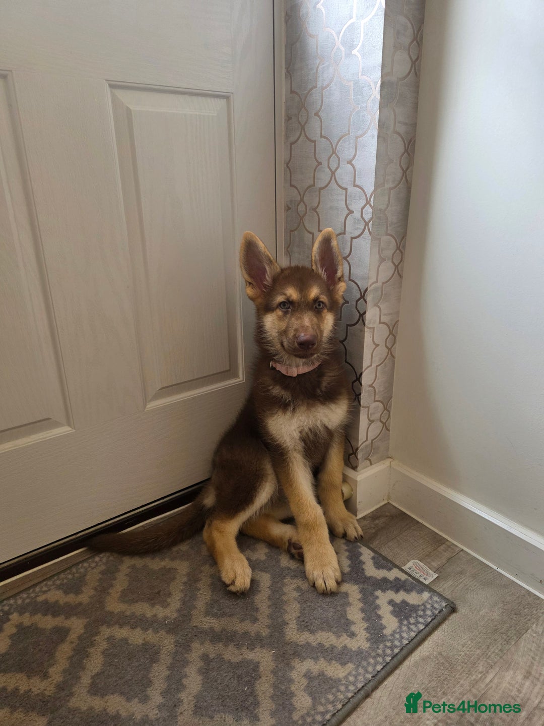 German Shepherd dogs for sale: Rare Isabella German Shepherd - Image 1